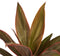 Decorum Duo 2x Cordyline Rumba met Anna white – ↨ 40cm – ⌀ 12cm