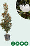 Magnolia grandiflora solitair | Magnolia grandiflora ‘Galissonière’ | Bomenbezorgd.nl