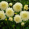 Plant in a Box - Dahlia 'White Perfection' - set van 3 - zomerbloeiers - dahliaknollen - tuinbloemen - Wit