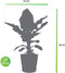 Bananenplant in Elho® Greenville pot – ↨ 80 cm – ⌀ 24 cm