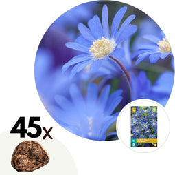 Plant in a Box - Anemone Blue Shades x45 - Griekse windbloem - Winterharde bloembollen voor tuin, terras of balkon