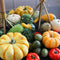 Echte pompoen Giftbox XL | ca. 8 stuks | 3-7 cm Ø | herfstdecoratie | Halloween