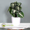 Plant in a Box - Aphelandra Curly White - Zebra plant - set van 4 - Pot 13cm - Hoogte 25-35cm