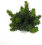 Taxus baccata fastigiata 60-80 cm