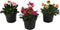 Plant in a Box - Lewisia cotyledon 'Bitterkruid' - Mengsel van 3 - Roze, Oranje, Paars - Bloeiende tuinplant - Winterhard - Pot 10cm - Hoogte 10-20cm