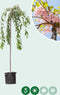 Japanse treur sierkers | Prunus serrulata 'Kiku-shidare-zakura' 6-10 cm 220 cm| Bomenbezorgd.nl