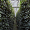 Hedera Hibernica - Klimop - Kant-en-Klaar Haag | 120cm - ↨150 cm