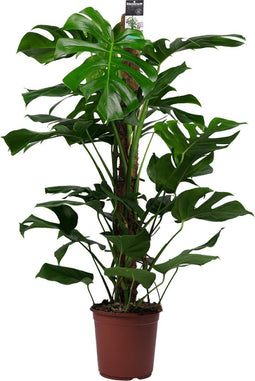 Goed & Groen - Monstera Pertusum - XL - ↨ 110cm - Potmaat 24 - Exclusieve Kwaliteit Planten - Kamer Plant - Kamerplanten - Sfeer - Interieur