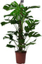Goed & Groen - Monstera Pertusum - XL - ↨ 110cm - Potmaat 24 - Exclusieve Kwaliteit Planten - Kamer Plant - Kamerplanten - Sfeer - Interieur