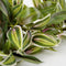 Mica Decorations Tradescantia - Kunst Hangplant - H54 cm met groen-wit patroon en bordeaux rode accenten - Groen