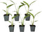 Plant in a Box - Ravenala madagascariensis - Set van 6 - Reizigerspalm - Familie van Strelitziaceae - Palm - Pot 9cm - Hoogte 25-40cm