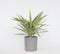 Plant in a Box - Yucca elephantipes 'Jewel' - XL Yucca Jewel - Palm - Pot 21cm - Hoogte 60-70cm