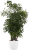Polyscias Hawaiiana Ming vertakt met Elho brussels white ↨ 80cm - hoge kwaliteit planten