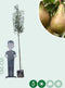Grote perenboom Conference | Pyrus C. Conference 10-14 cm | Bomenbezorgd.nl