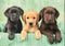 Clementoni - Puzzel - 1000 Stukjes - Drie Labradors - Puzzel Voor Volwassenen - High Quality Collection