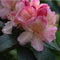 Rhododendron Percy wiseman | Rhododendron 'Percy wiseman' | Bomenbezorgd.nl