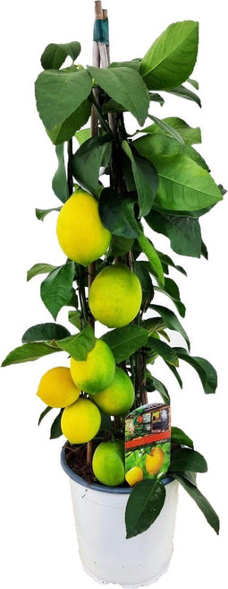 Plant in a Box - Citrus Limon - Citroenboom Piramide - Sierplant met Geurende Bloemen - Pot 17cm - Hoogte 60-65cm