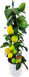 Plant in a Box - Citrus Limon - Citroenboom Piramide - Sierplant met Geurende Bloemen - Pot 17cm - Hoogte 60-65cm