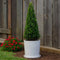 Plant in a Box - Ilex crenata 'Japanse Hulst' Piramide - Buxusvervanger - Tuinplant - ⌀21cm - Hoogte 55–65cm