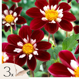Plant in a Box - Dahlia 'Mary Evelyn' - set van 3 - zomerbloeiers - dahliaknollen - tuinbloemen - Rood/Wit/Geel