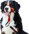Trainingshalsbanden voor honden Company of Animals Halti Muilkorf (35-48 cm)