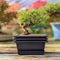 Bonsai Oefenpotten Set - 6 Hoogwaardige Kunststof Potten met Dienbladen | Perfect voor Beginners & E