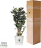 Polyscias Fabian in Elho® Greenville pot ↨ 100cm - hoge kwaliteit planten