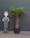 Chinese waaierpalm Trachycarpus Fortunei 100 cm stamhoogte