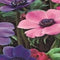 Jub - Anemone Coronaria Paars/Roze Mix