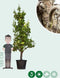 Oude perenboom Conference Pyrus c. Conference 225 cm
