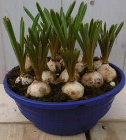 3 stuks! Blauw druifje in schaaltje