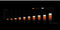 be quiet! Dark Rock Pro 5 - CPU Koeler - 7 Heatpipes - Zwart