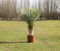 Gewone palmlelie Yucca rostrata h 140 cm st. h 55 cm