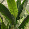 Plant in a Box - Ravenala madagascariensis - Set van 6 - Reizigerspalm - Familie van Strelitziaceae - Palm - Pot 9cm - Hoogte 25-40cm