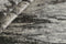 Seduction 840231 Vloerkleed - 300x400 - Rechthoek - Laagpolig Tapijt - Modern - Beige, Taupe