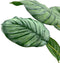 Emerald - Kunstplant in pot Calathea Orbifolia 45cm - Kunstplanten voor binnen
