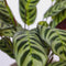 Plant in a Box - Home Mix - Mix van 3 - Philodendron, Syngonium & Ctenanthe - Makkelijk te verzorgen kamerplanten - Pot 12cm - Hoogte 25-40cm