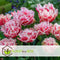 Plant in a Box - Tulipa Queensland - Bloembollen x20 - Tulp - Roze Wit - Tulpen uit Holland