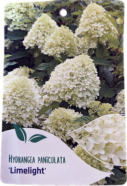 Hortensia Paniculata Limelight