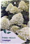 Hortensia Paniculata Limelight