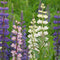 Plant in a Box - Lupinus - Mix van 20 - Lupine - Wortelstokken - Vlinderbloemen
