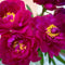 Plant in a Box - Paeonia pioen 'Karl Rosenfield' - Set van 2 - Pioenen - Bloemknollen - Zomerbloeiers - Tuinbloemen - Paars