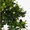 Plant in a Box - Carmona microphylla - Hoogte 20-25cm - Fukien Bonsai S-Shape boom - Pot 15cm