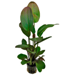 Aquadistri - Ap-echinodorus ozelot rood 5 cm pot