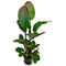 Aquadistri - Ap-echinodorus ozelot rood 5 cm pot