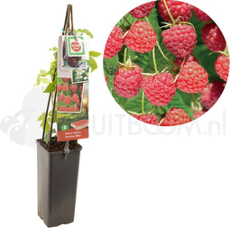 Framboos - Rubus idaeus 'Autumn Bliss' - frambozenstruik - frambozenplant - kleinfruit - fruitstruik - zelf frambozen kweken