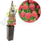 Framboos - Rubus idaeus 'Autumn Bliss' - frambozenstruik - frambozenplant - kleinfruit - fruitstruik - zelf frambozen kweken
