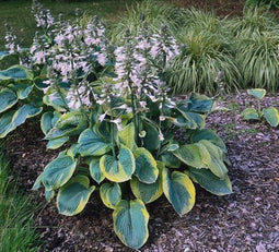 5 stuks Hosta sieboldiana Frances Williams