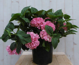 Hortensia Hydrangea roze groot 80 cm