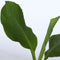 Plant in a Box - Musella lasiocarpa - Fruitboom - Set van 2 - Pot 9cm - Hoogte 25-40cm